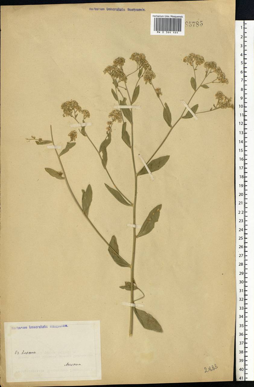 Lepidium latifolium L., Eastern Europe, Lower Volga region (E9) (Russia)