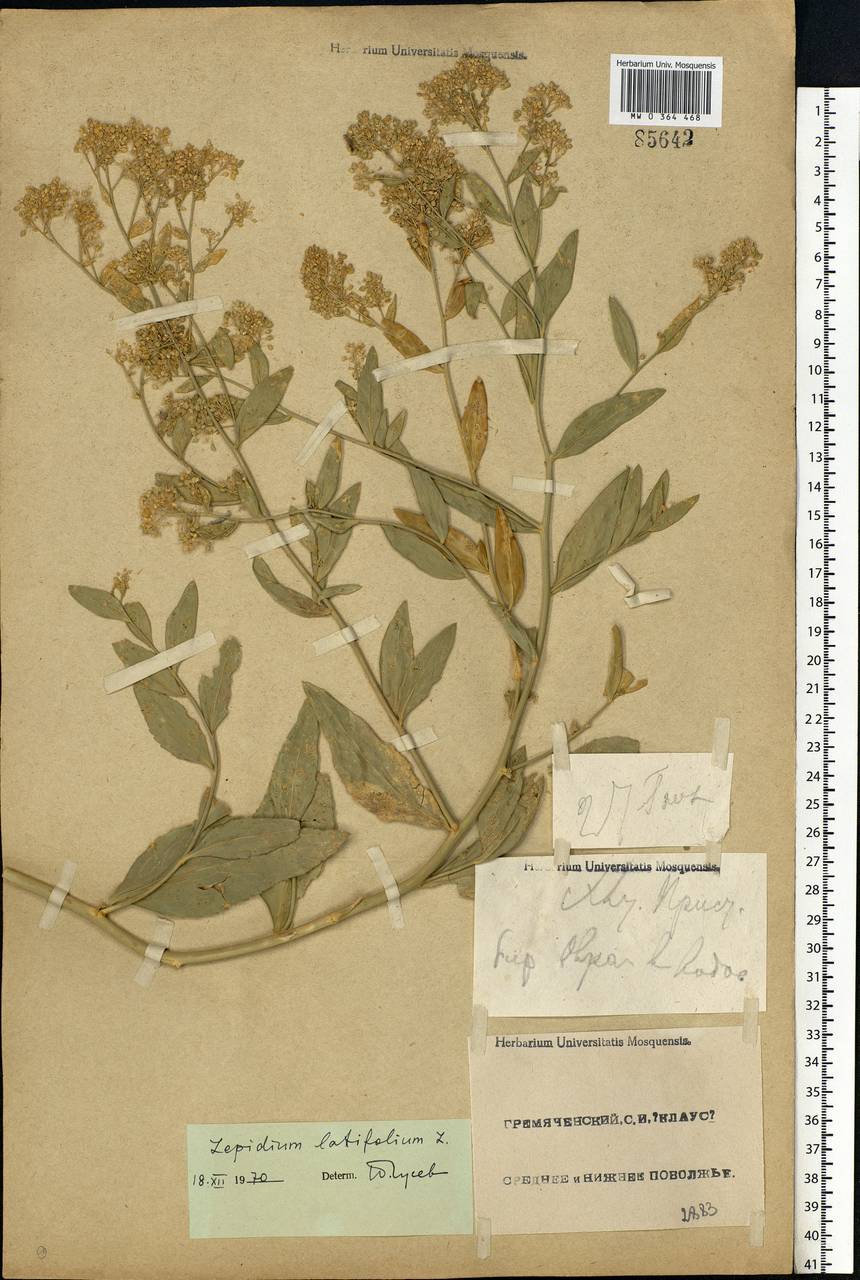 Lepidium latifolium L., Eastern Europe, Lower Volga region (E9) (Russia)