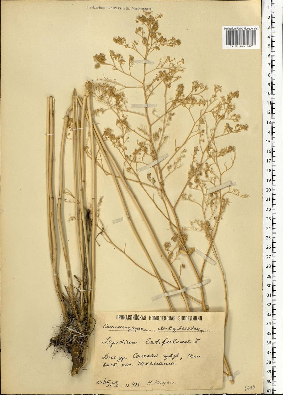 Lepidium latifolium L., Eastern Europe, Lower Volga region (E9) (Russia)