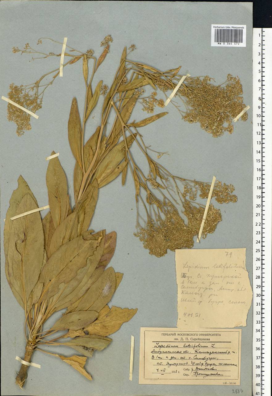 Lepidium latifolium L., Eastern Europe, Lower Volga region (E9) (Russia)