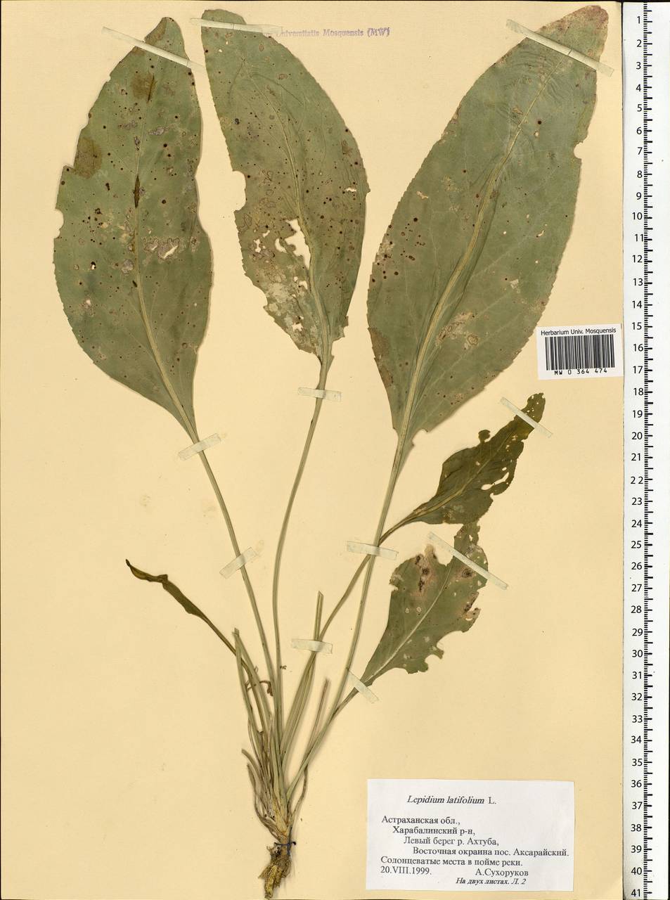 Lepidium latifolium L., Eastern Europe, Lower Volga region (E9) (Russia)