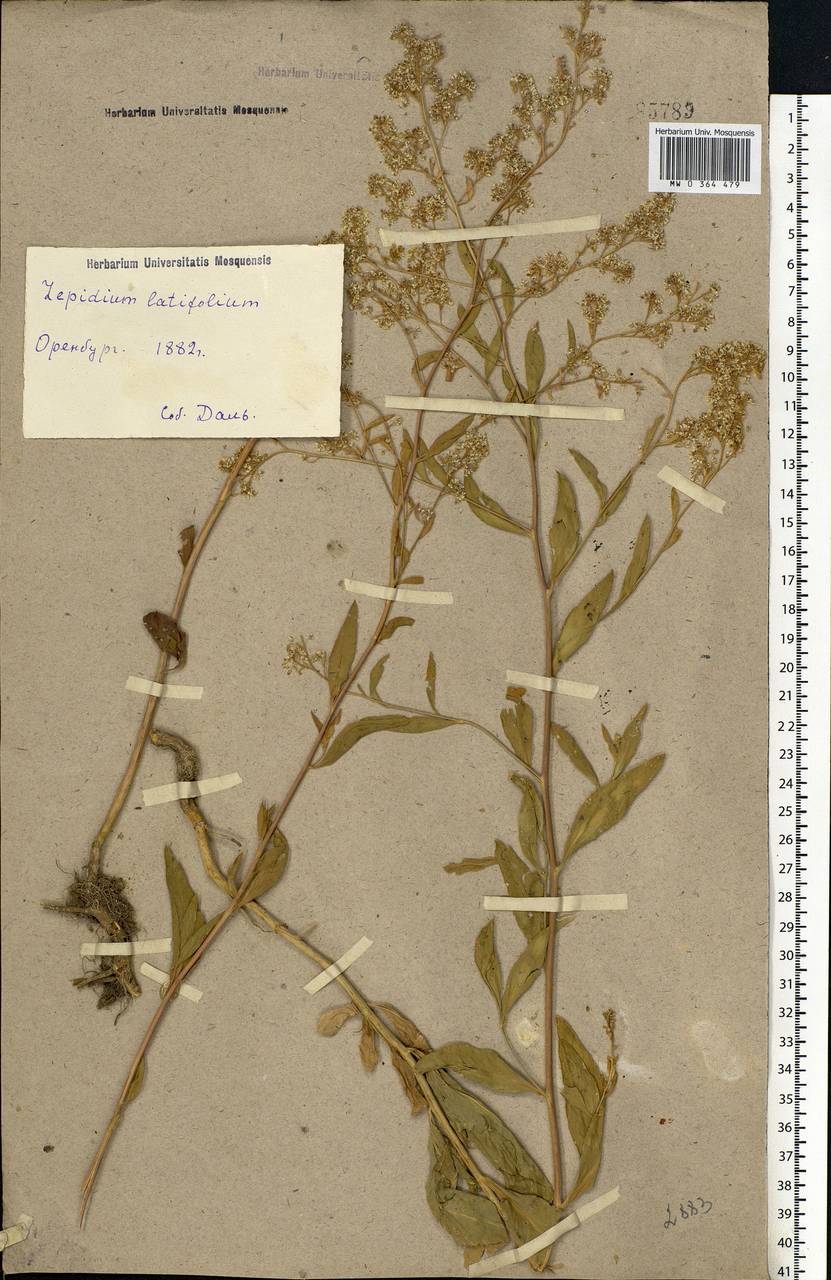 Lepidium latifolium L., Eastern Europe, Eastern region (E10) (Russia)