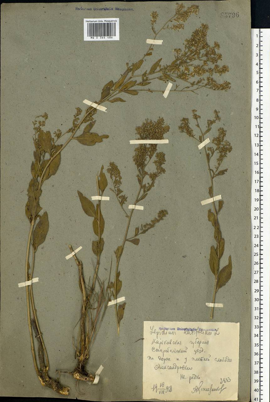 Lepidium latifolium L., Eastern Europe, North Ukrainian region (E11) (Ukraine)