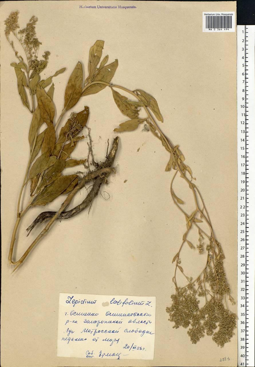 Lepidium latifolium L., Eastern Europe, South Ukrainian region (E12) (Ukraine)