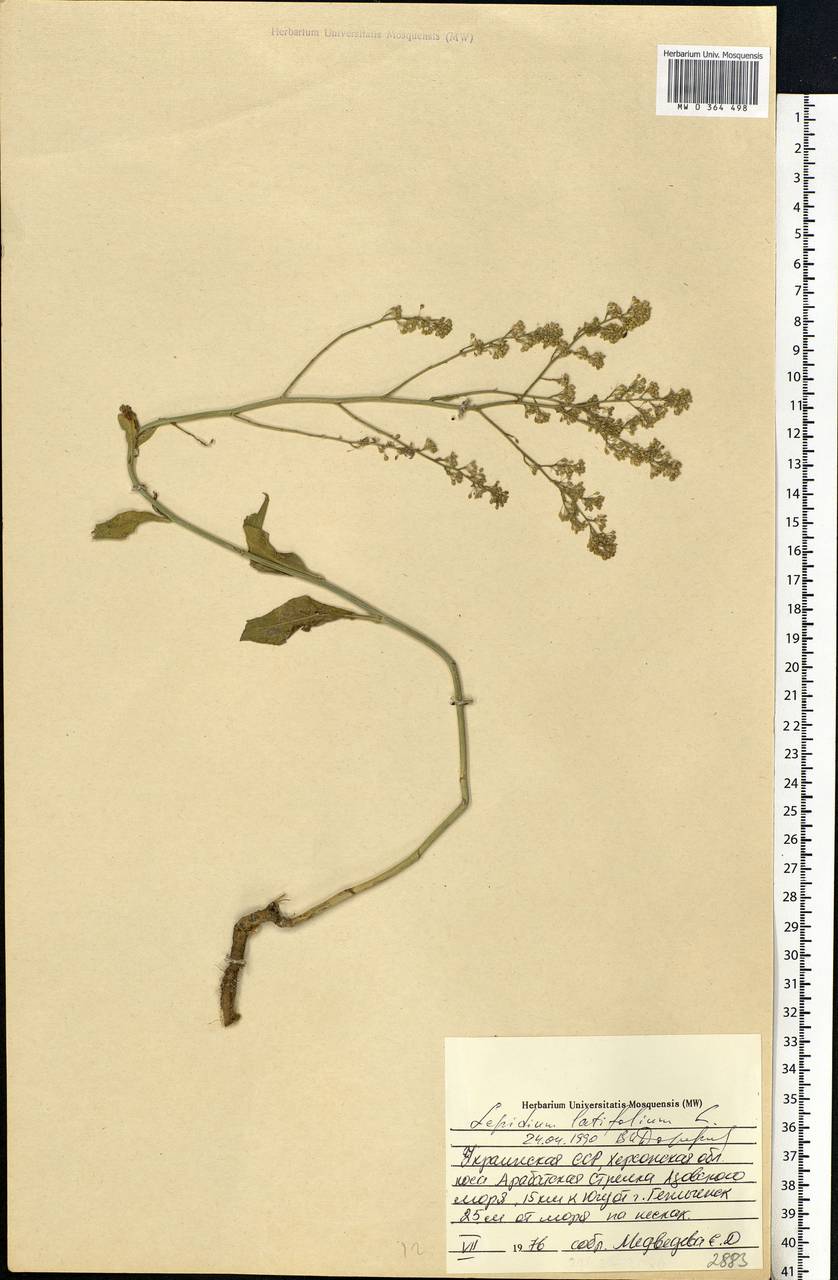 Lepidium latifolium L., Eastern Europe, South Ukrainian region (E12) (Ukraine)