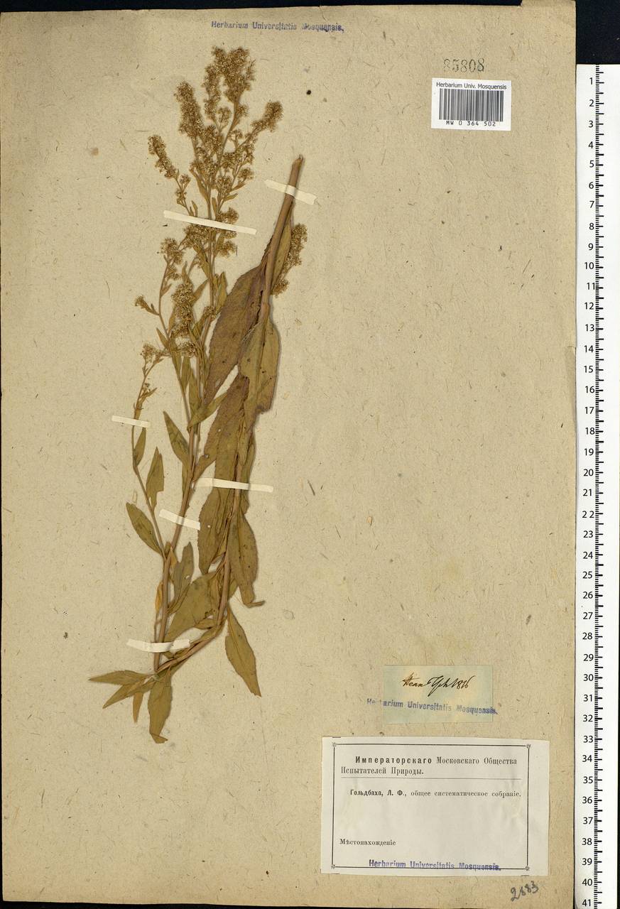 Lepidium latifolium L., Eastern Europe, Rostov Oblast (E12a) (Russia)
