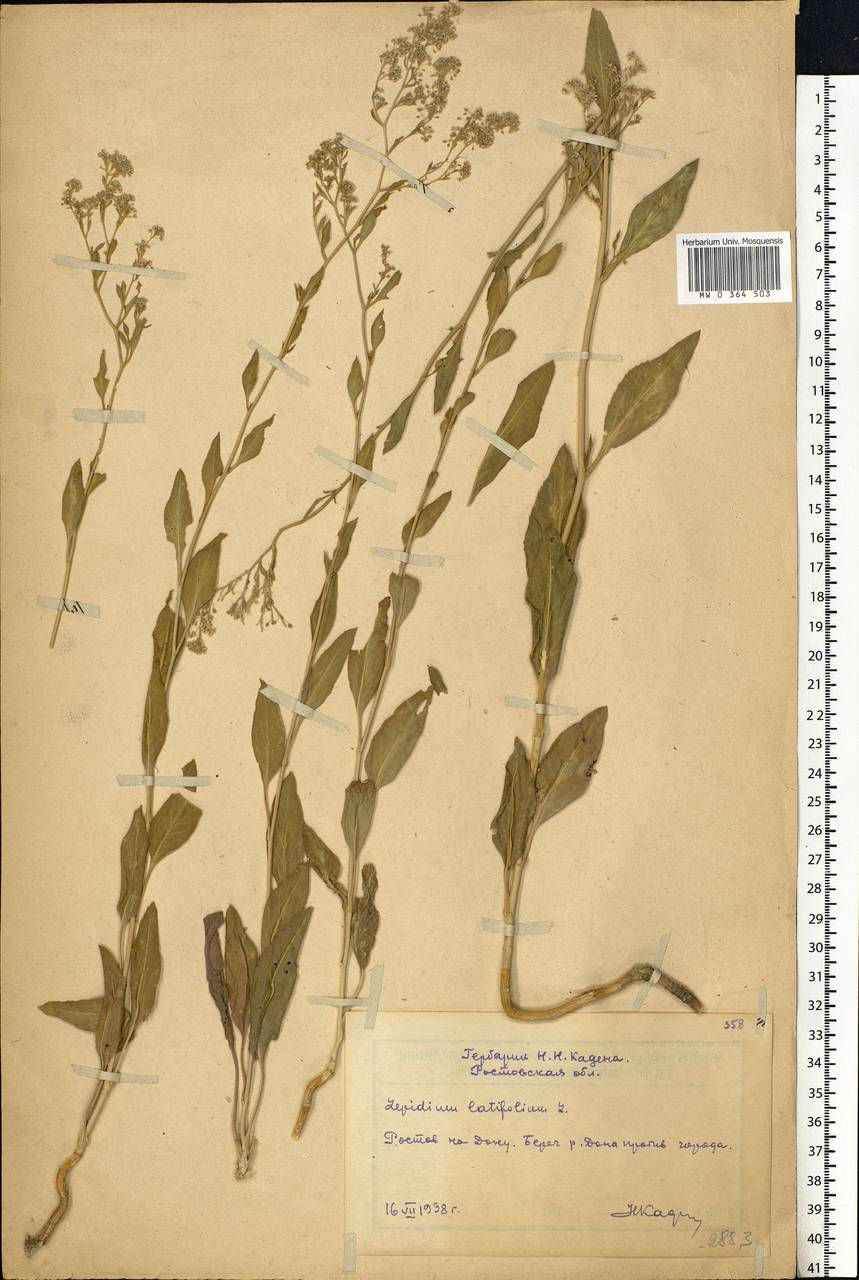 Lepidium latifolium L., Eastern Europe, Rostov Oblast (E12a) (Russia)