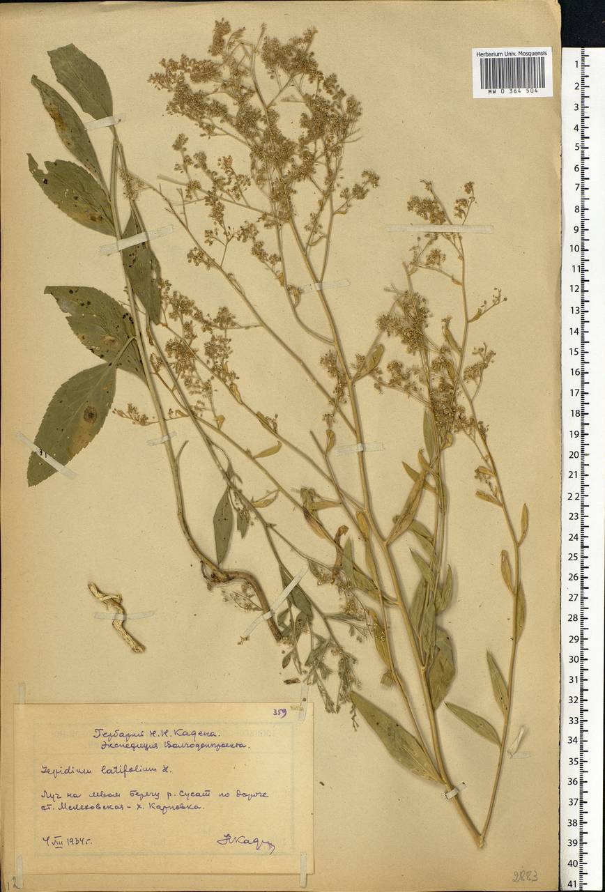 Lepidium latifolium L., Eastern Europe, Rostov Oblast (E12a) (Russia)