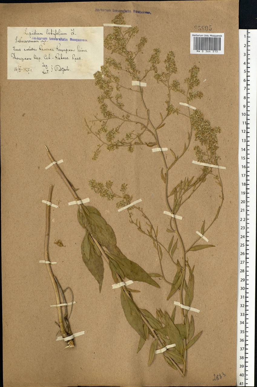 Lepidium latifolium L., Eastern Europe, Rostov Oblast (E12a) (Russia)
