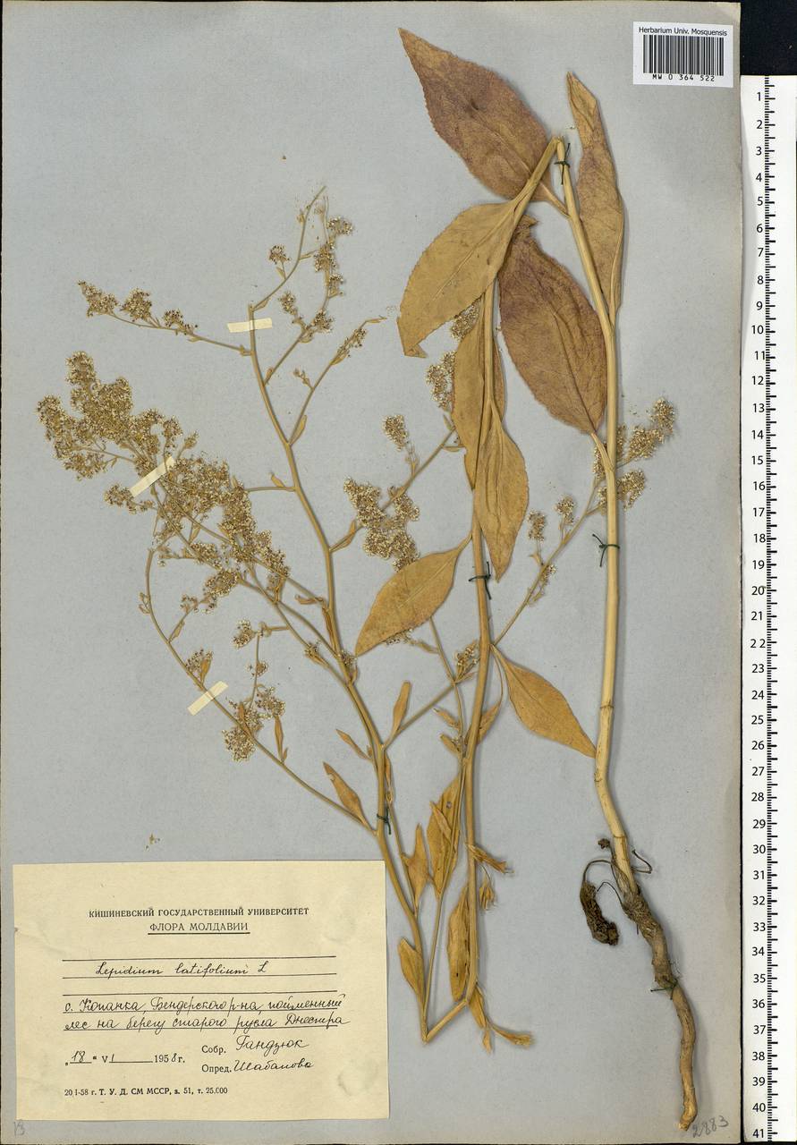 Lepidium latifolium L., Eastern Europe, Moldova (E13a) (Moldova)