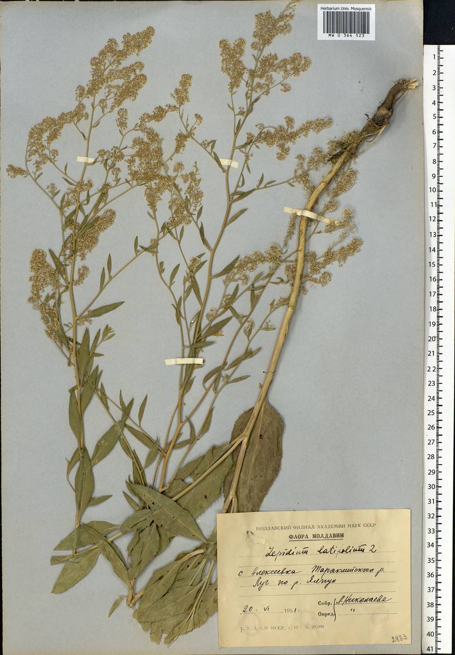 Lepidium latifolium L., Eastern Europe, Moldova (E13a) (Moldova)