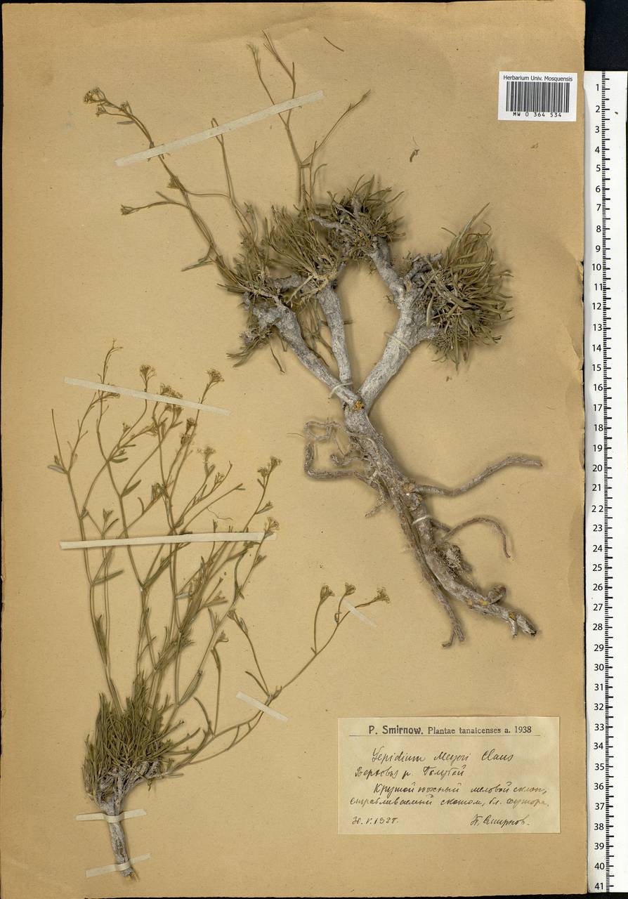 Lepidium lyratum L., Eastern Europe, Lower Volga region (E9) (Russia)