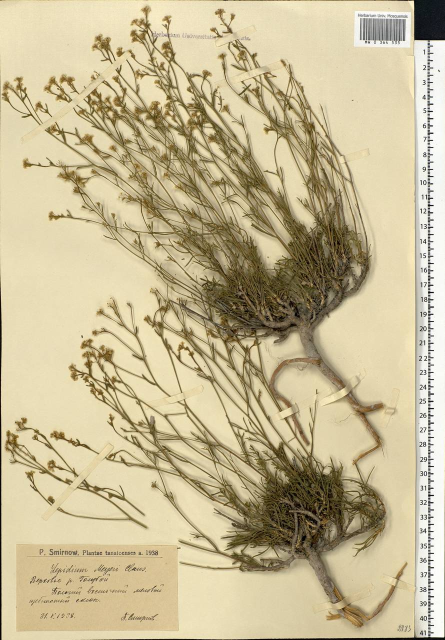 Lepidium lyratum L., Eastern Europe, Lower Volga region (E9) (Russia)