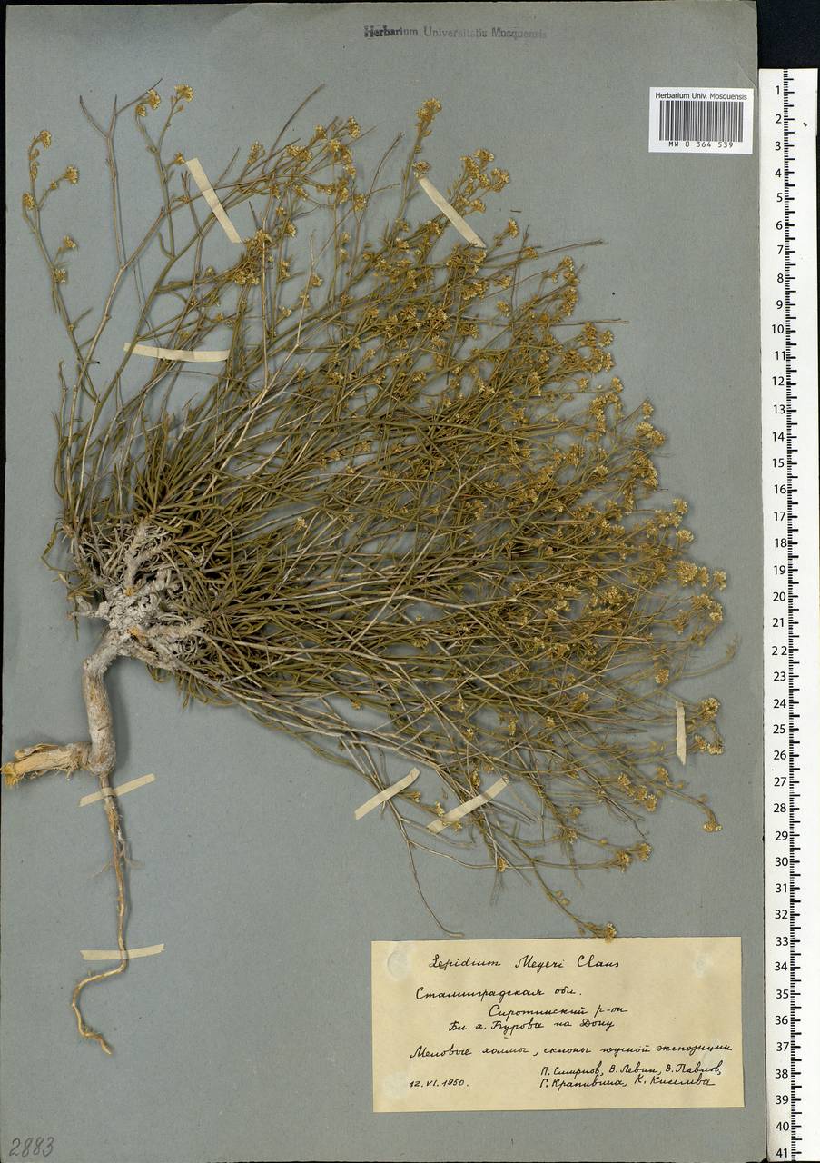 Lepidium lyratum L., Eastern Europe, Lower Volga region (E9) (Russia)