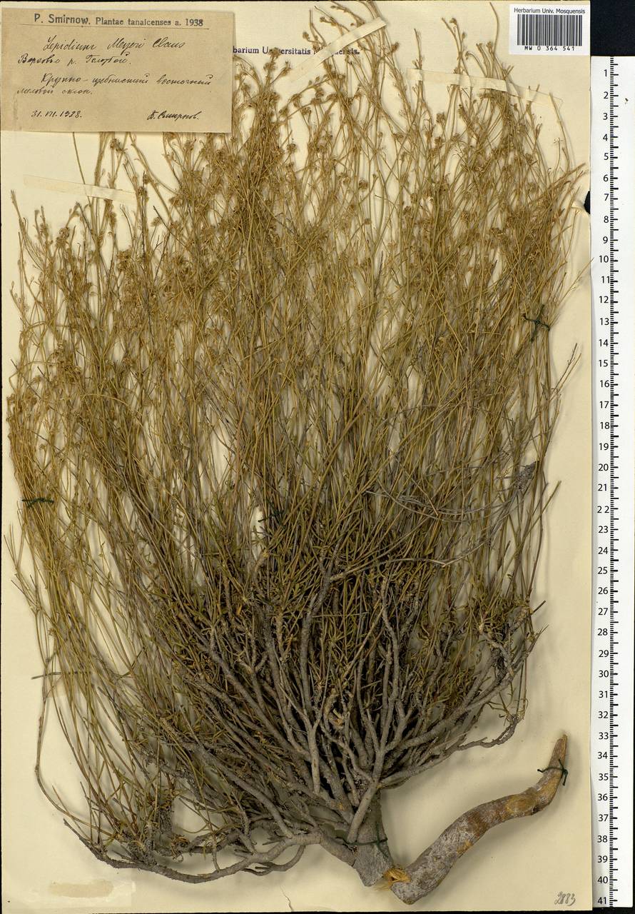 Lepidium lyratum L., Eastern Europe, Lower Volga region (E9) (Russia)