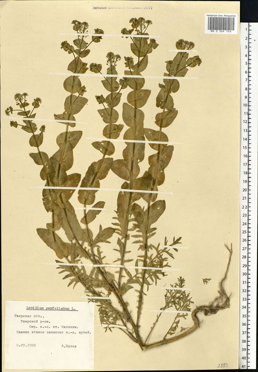 Lepidium perfoliatum L., Eastern Europe, North-Western region (E2) (Russia)