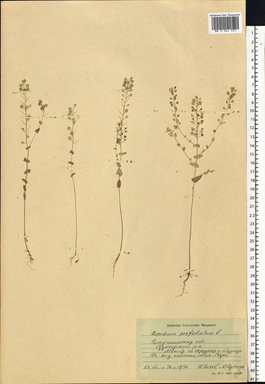 Lepidium perfoliatum L., Eastern Europe, Central region (E4) (Russia)
