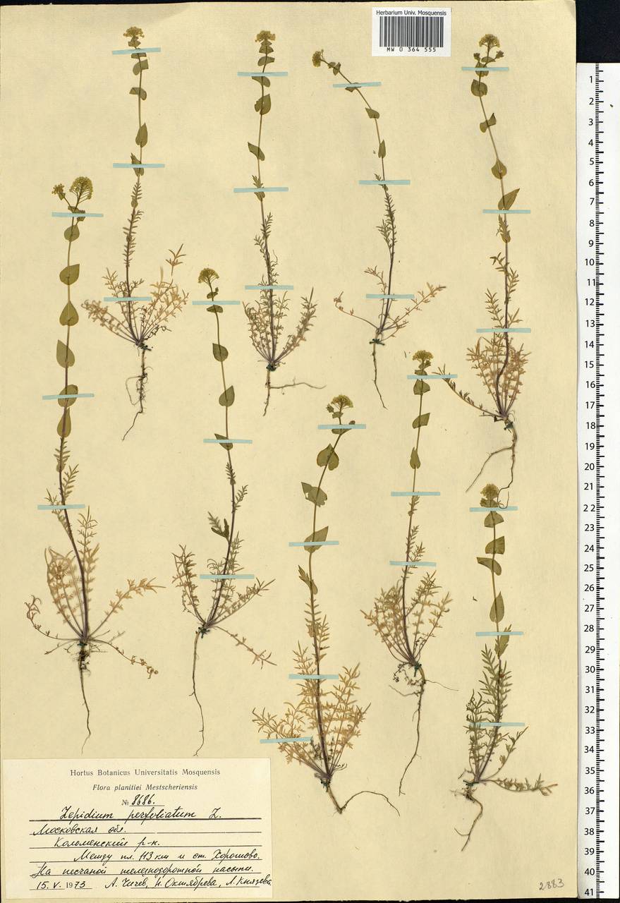 Lepidium perfoliatum L., Eastern Europe, Moscow region (E4a) (Russia)
