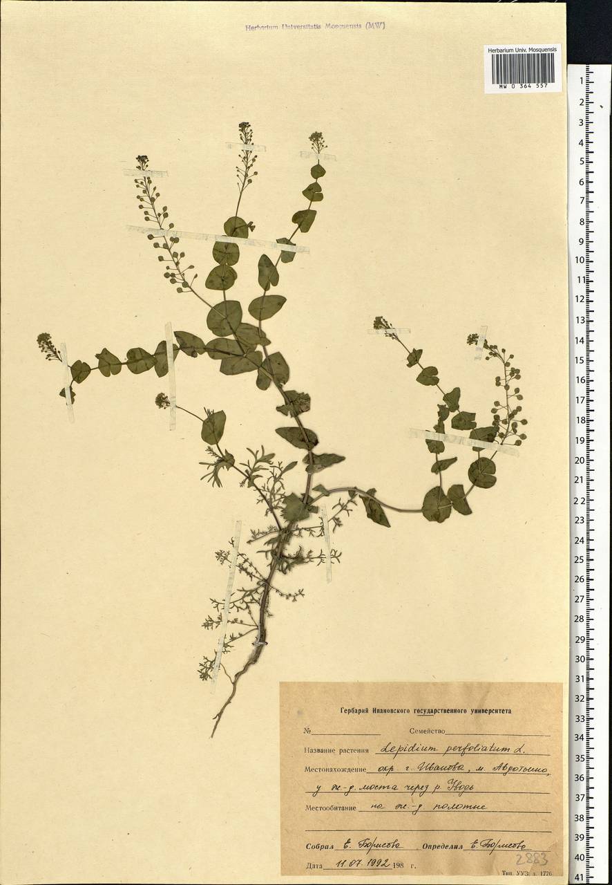Lepidium perfoliatum L., Eastern Europe, Central forest region (E5) (Russia)