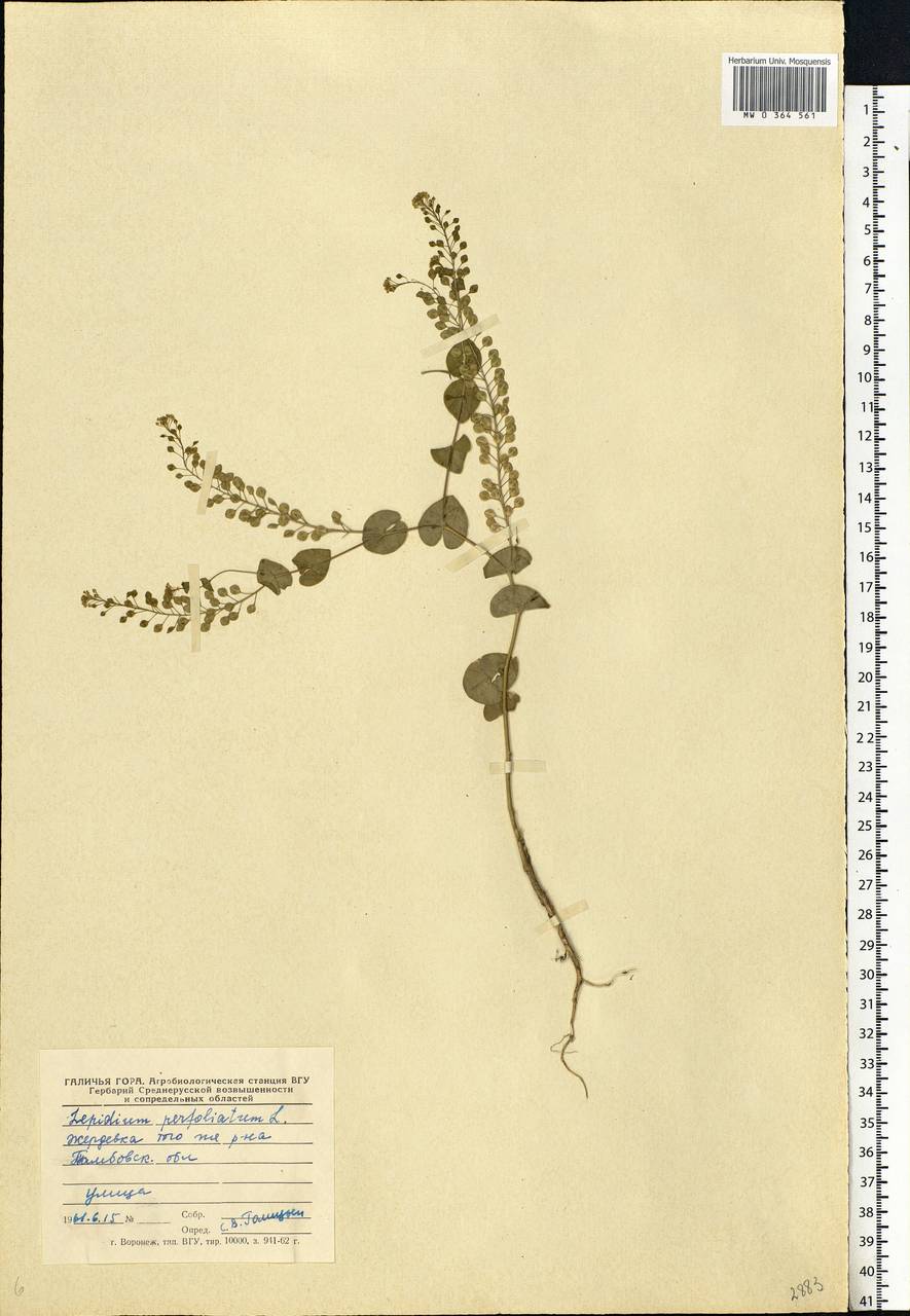 Lepidium perfoliatum L., Eastern Europe, Central forest-and-steppe region (E6) (Russia)