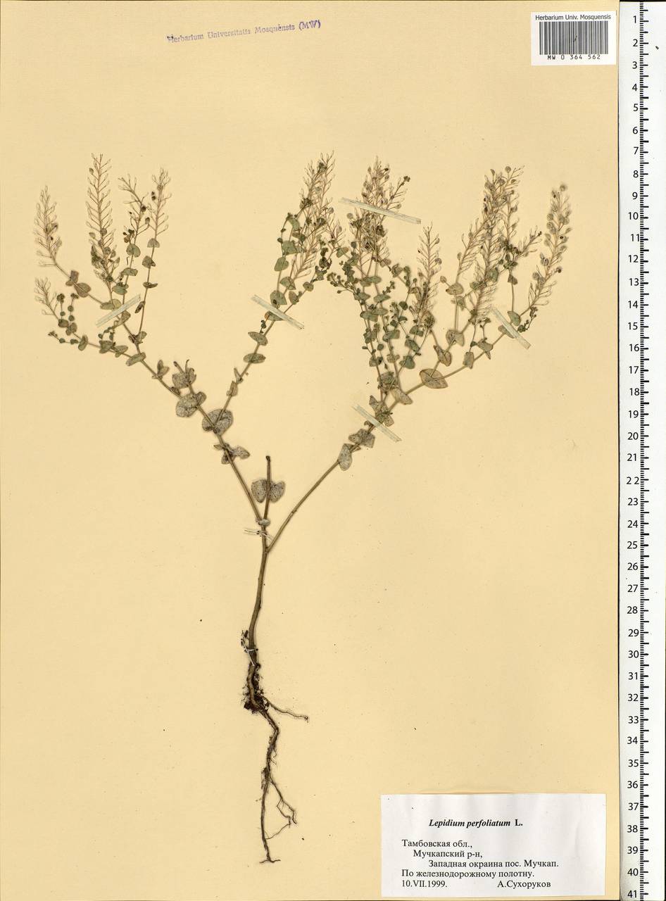 Lepidium perfoliatum L., Eastern Europe, Central forest-and-steppe region (E6) (Russia)
