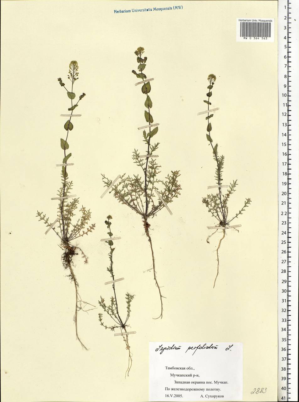 Lepidium perfoliatum L., Eastern Europe, Central forest-and-steppe region (E6) (Russia)