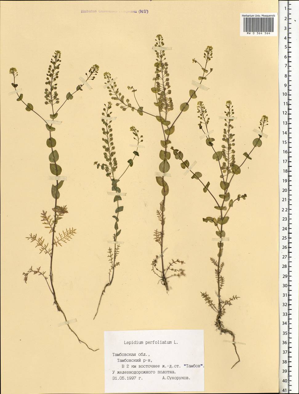 Lepidium perfoliatum L., Eastern Europe, Central forest-and-steppe region (E6) (Russia)
