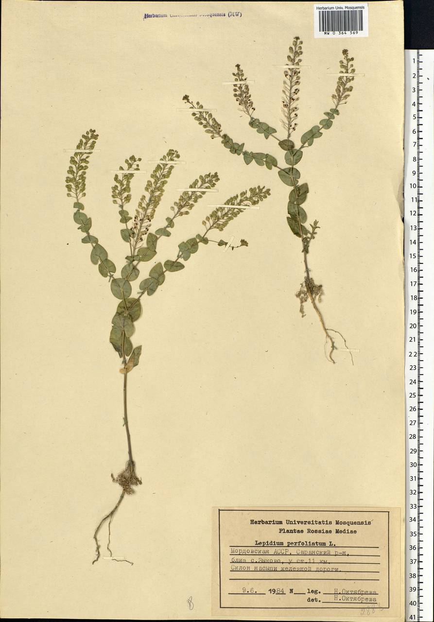 Lepidium perfoliatum L., Eastern Europe, Middle Volga region (E8) (Russia)