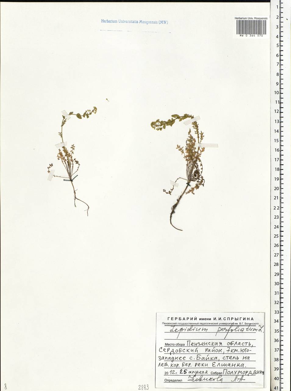 Lepidium perfoliatum L., Eastern Europe, Middle Volga region (E8) (Russia)