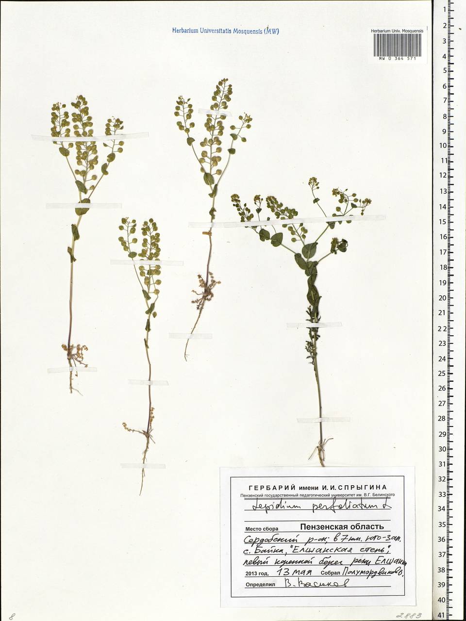 Lepidium perfoliatum L., Eastern Europe, Middle Volga region (E8) (Russia)