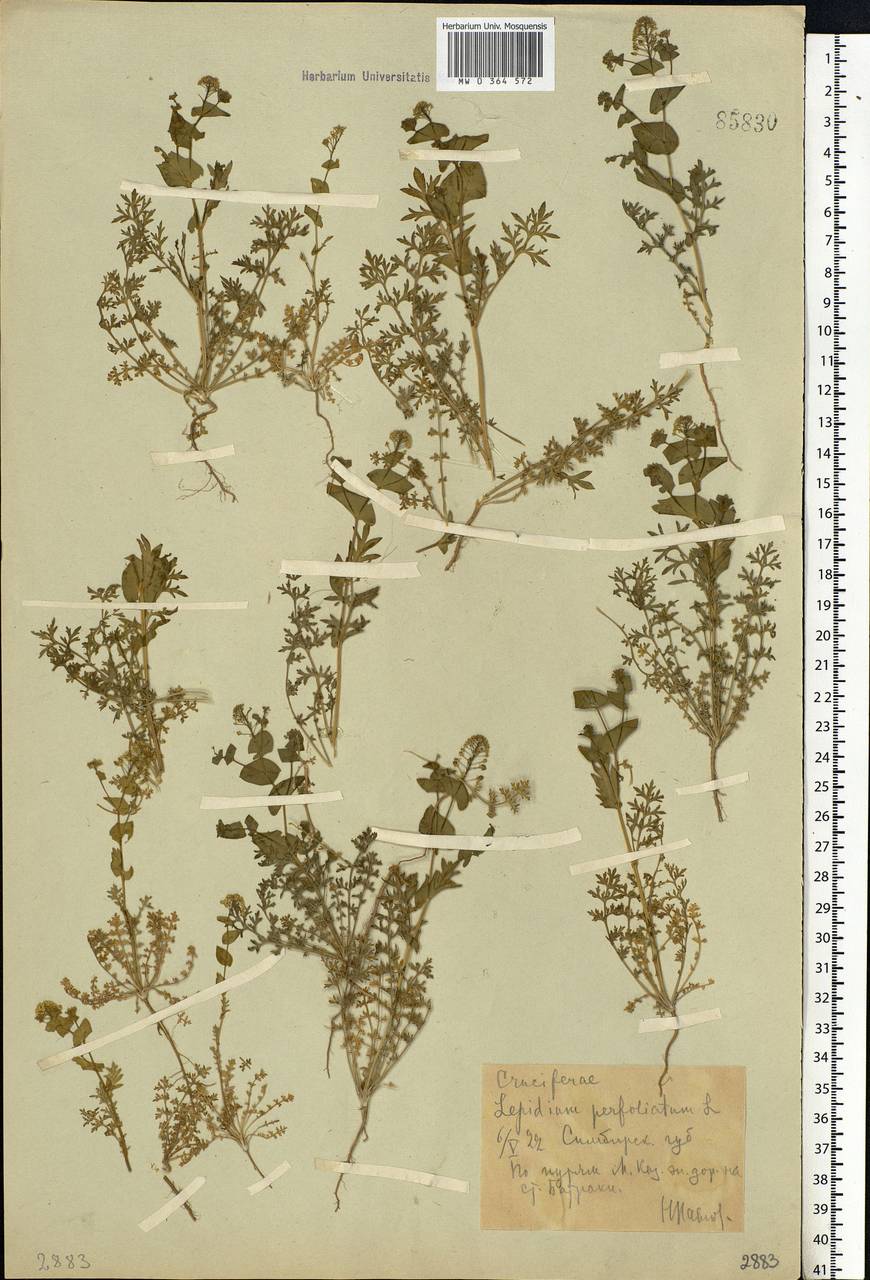 Lepidium perfoliatum L., Eastern Europe, Middle Volga region (E8) (Russia)