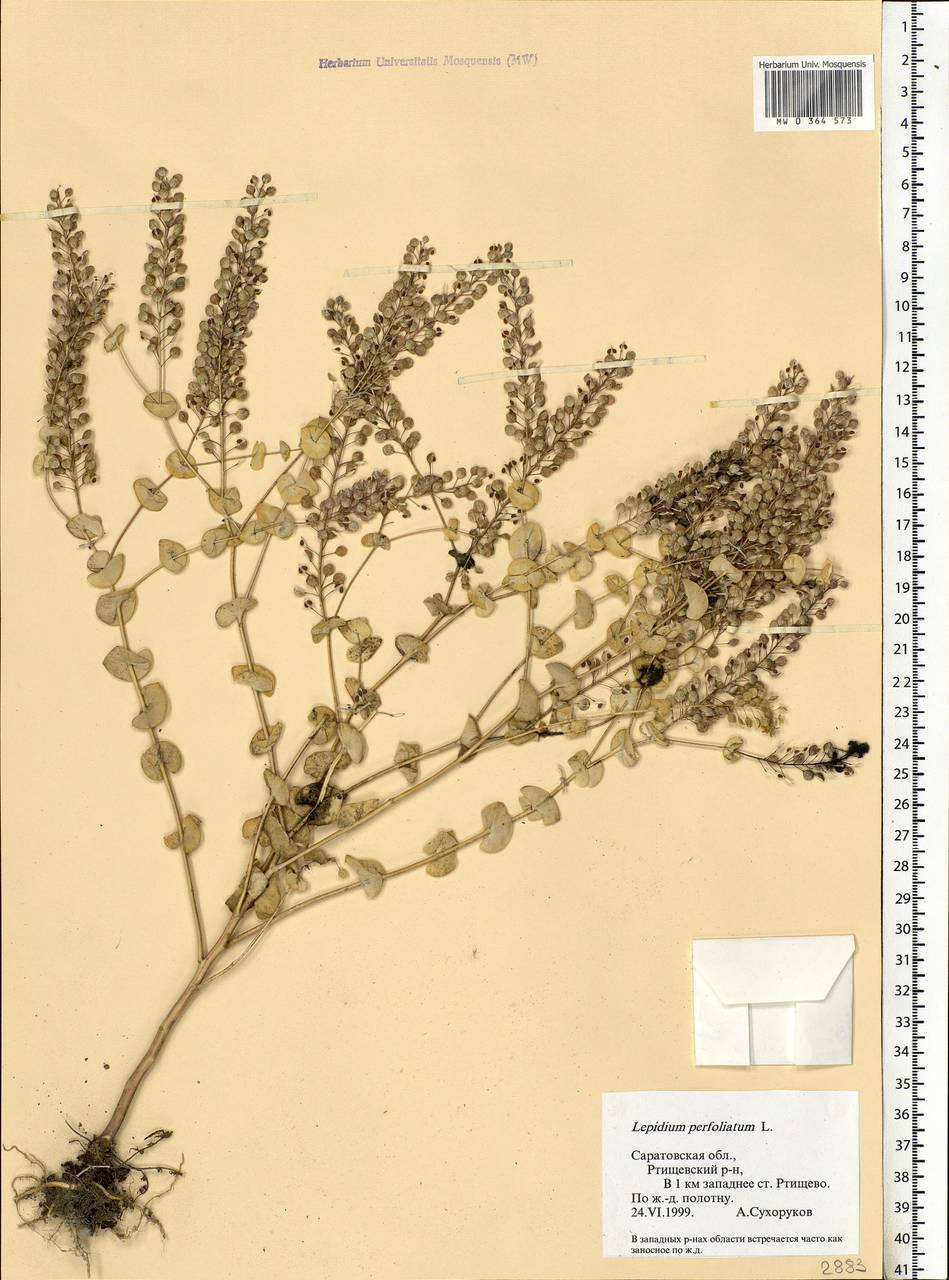 Lepidium perfoliatum L., Eastern Europe, Lower Volga region (E9) (Russia)