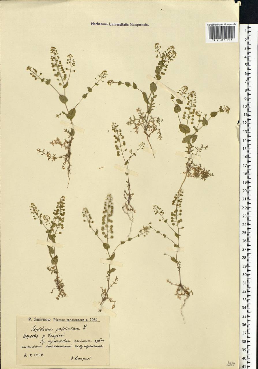 Lepidium perfoliatum L., Eastern Europe, Lower Volga region (E9) (Russia)