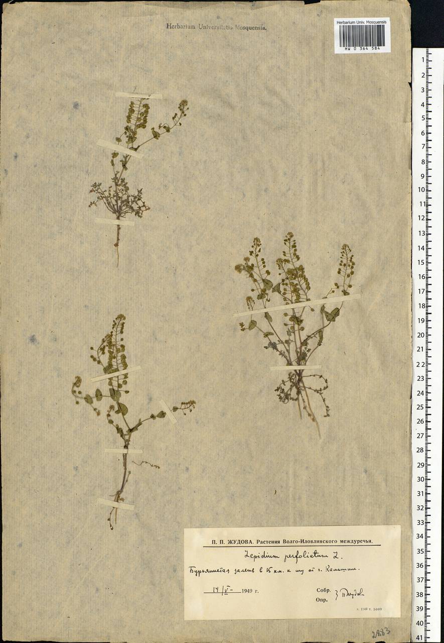 Lepidium perfoliatum L., Eastern Europe, Lower Volga region (E9) (Russia)