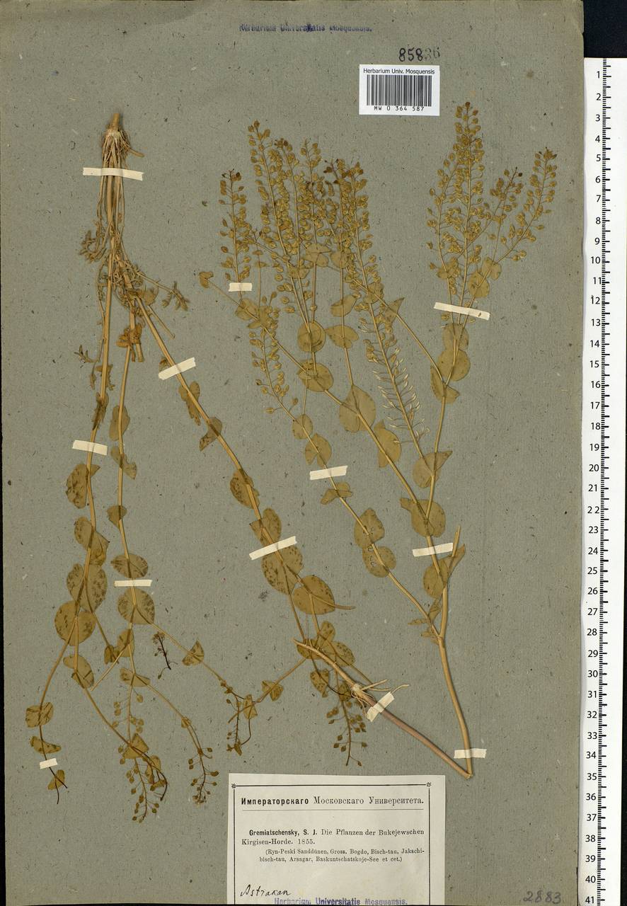 Lepidium perfoliatum L., Eastern Europe, Lower Volga region (E9) (Russia)