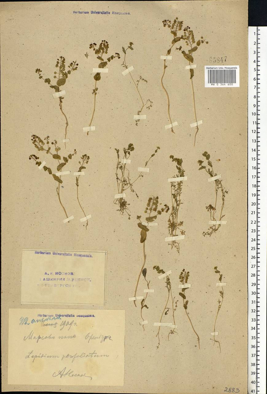 Lepidium perfoliatum L., Eastern Europe, Eastern region (E10) (Russia)