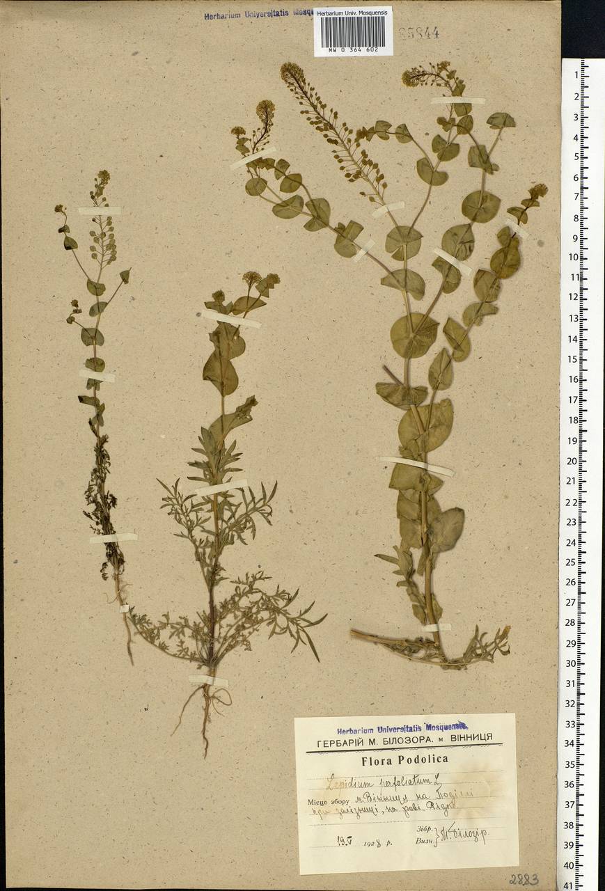 Lepidium perfoliatum L., Eastern Europe, North Ukrainian region (E11) (Ukraine)