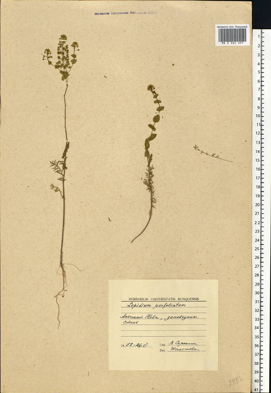 Lepidium perfoliatum L., Eastern Europe, South Ukrainian region (E12) (Ukraine)