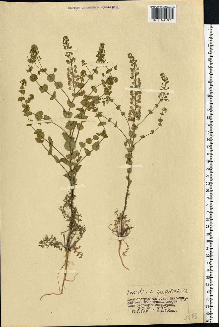 Lepidium perfoliatum L., Eastern Europe, South Ukrainian region (E12) (Ukraine)