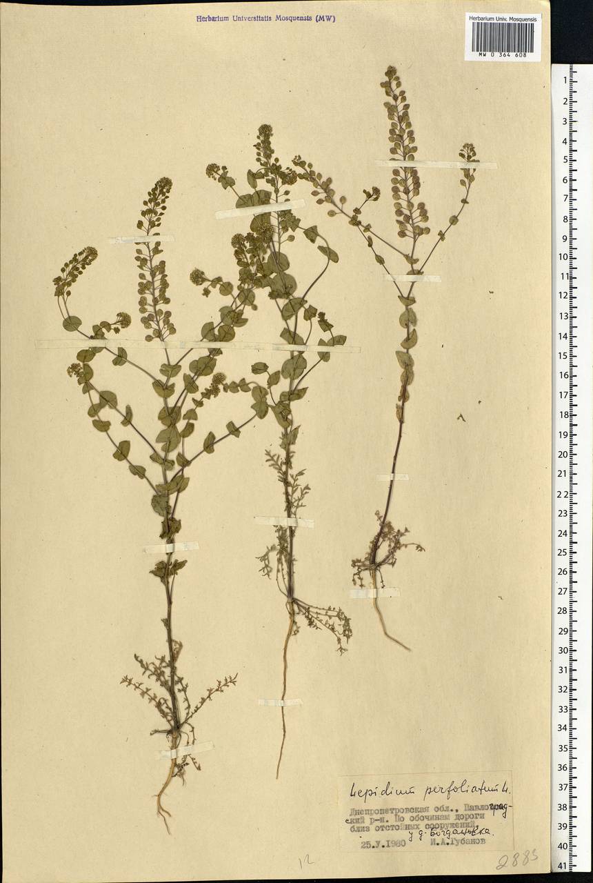 Lepidium perfoliatum L., Eastern Europe, South Ukrainian region (E12) (Ukraine)