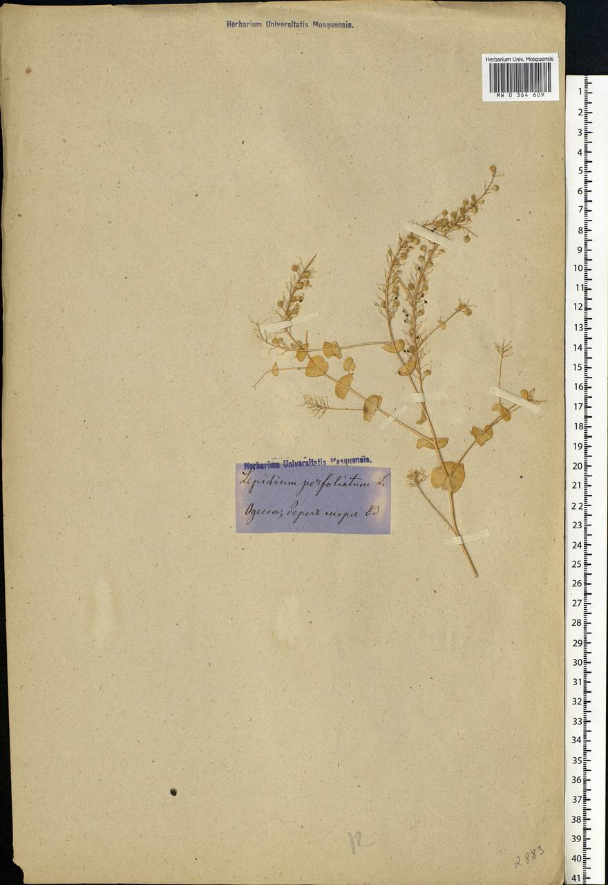 Lepidium perfoliatum L., Eastern Europe, South Ukrainian region (E12) (Ukraine)