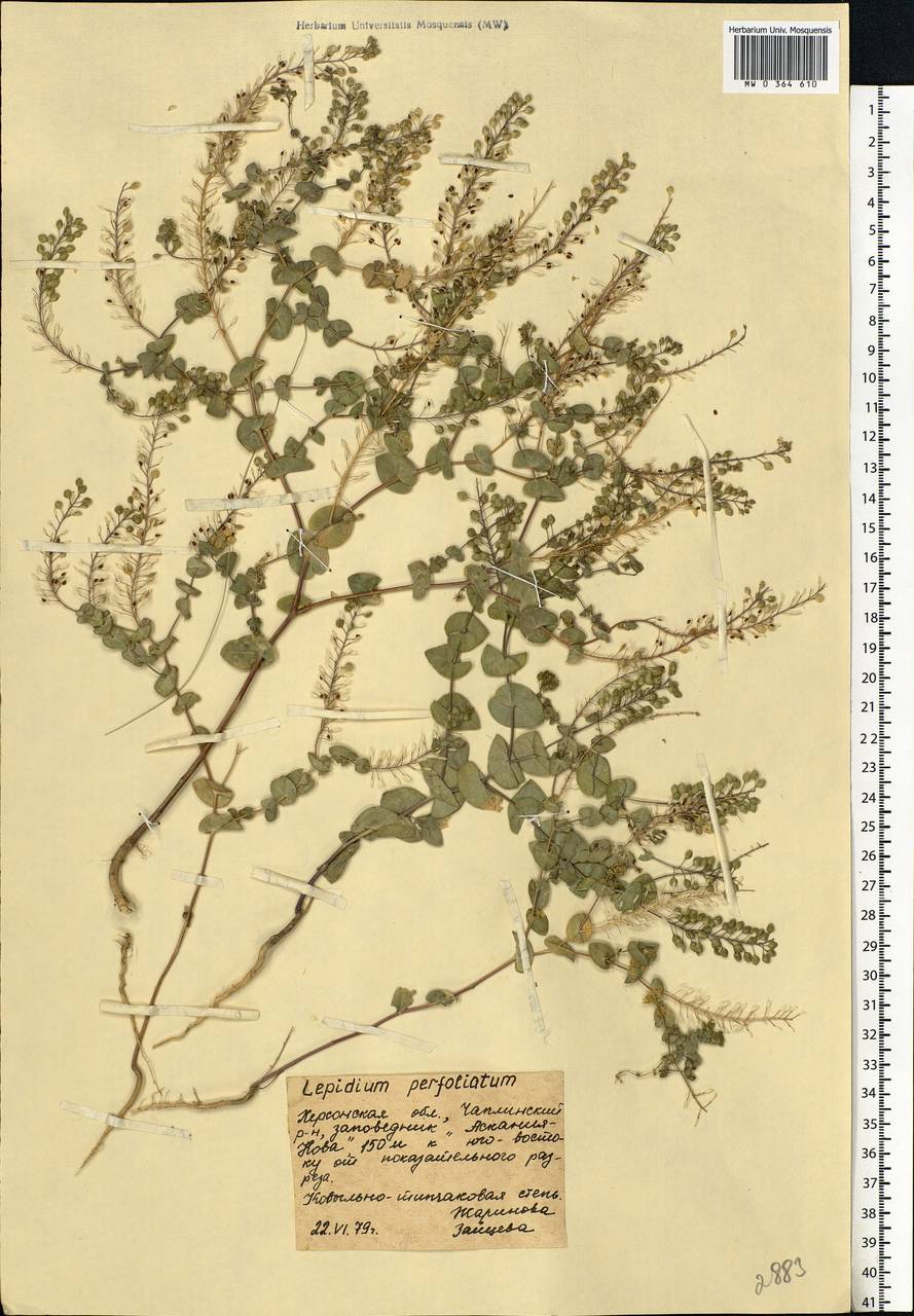 Lepidium perfoliatum L., Eastern Europe, South Ukrainian region (E12) (Ukraine)
