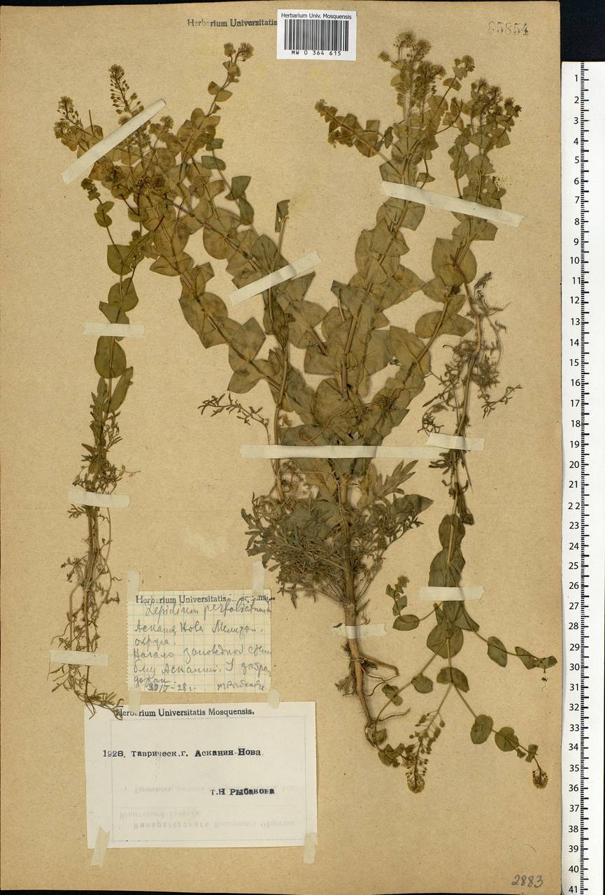 Lepidium perfoliatum L., Eastern Europe, South Ukrainian region (E12) (Ukraine)