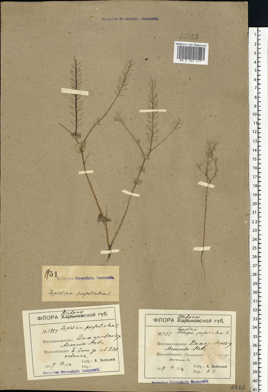 Lepidium perfoliatum L., Eastern Europe, South Ukrainian region (E12) (Ukraine)