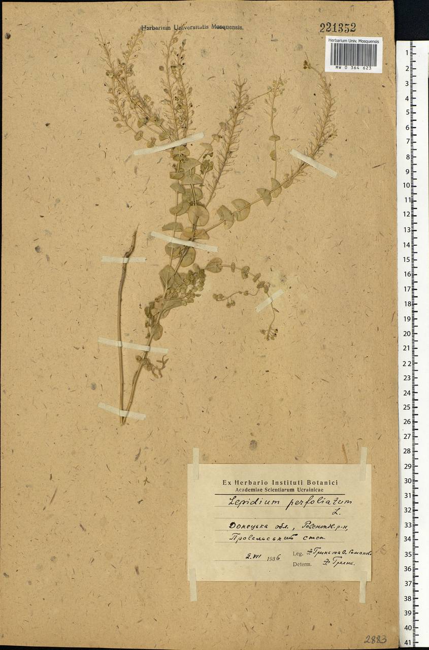 Lepidium perfoliatum L., Eastern Europe, North Ukrainian region (E11) (Ukraine)