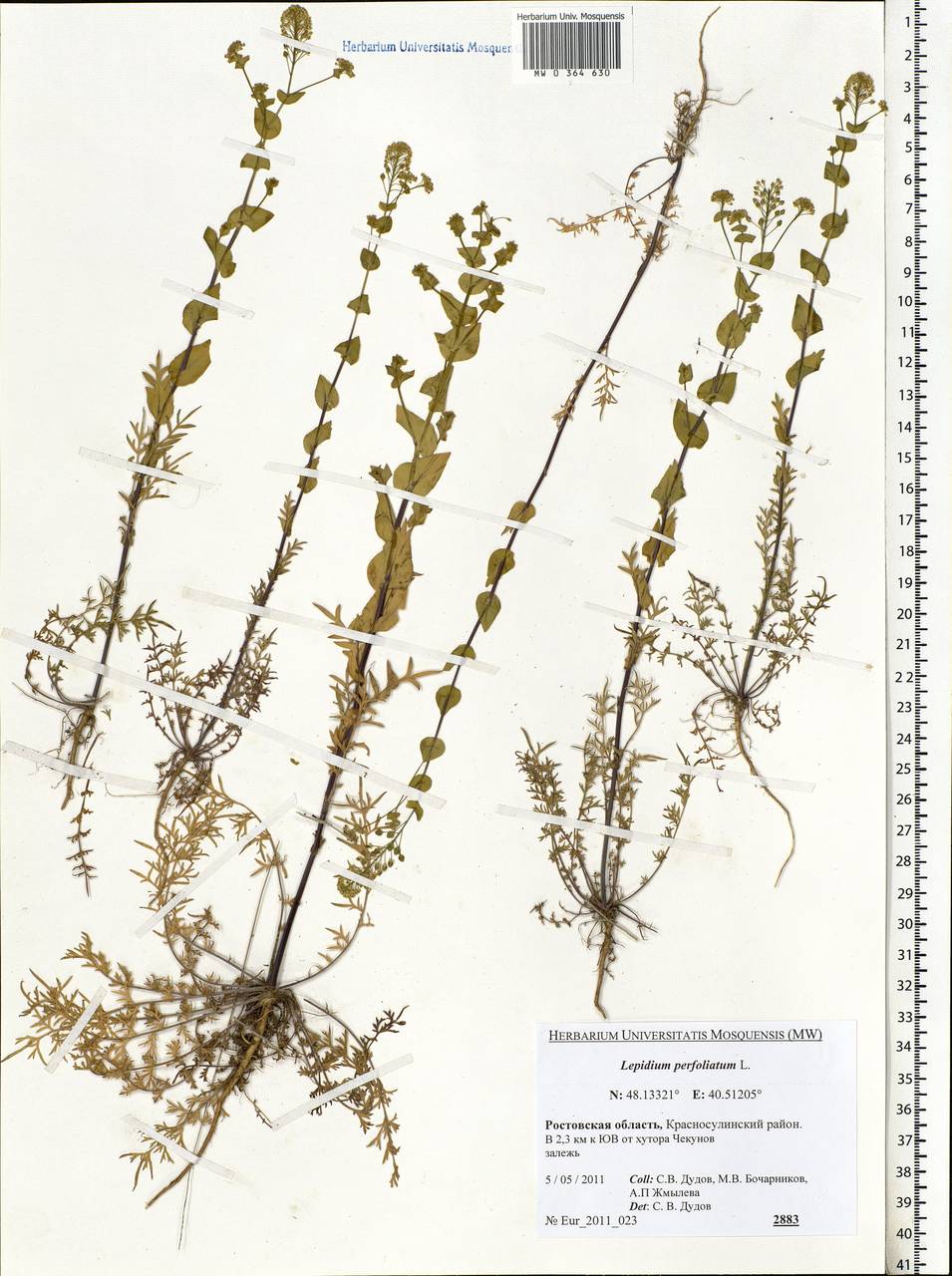 Lepidium perfoliatum L., Eastern Europe, Rostov Oblast (E12a) (Russia)