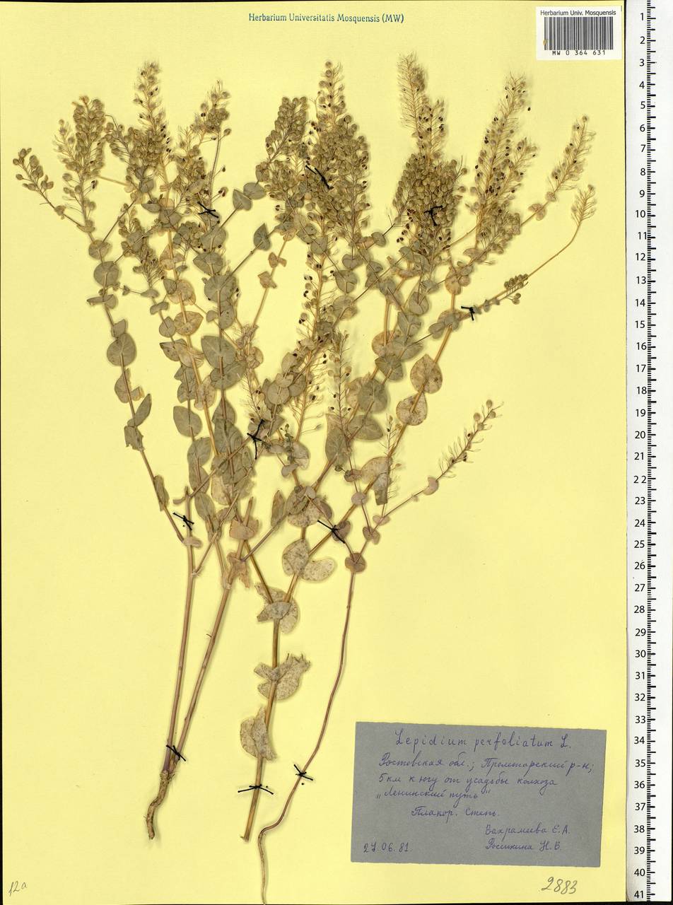 Lepidium perfoliatum L., Eastern Europe, Rostov Oblast (E12a) (Russia)