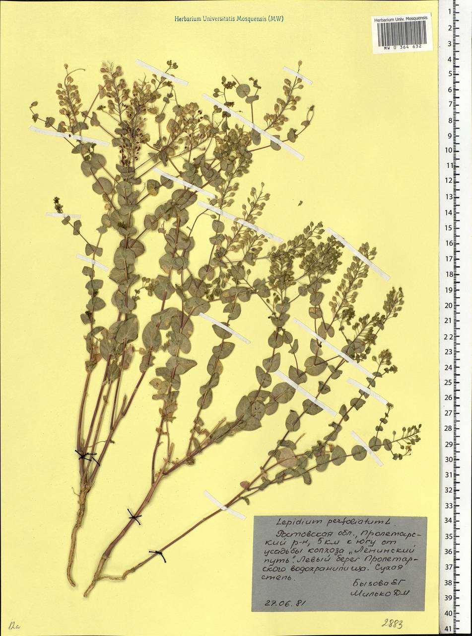 Lepidium perfoliatum L., Eastern Europe, Rostov Oblast (E12a) (Russia)