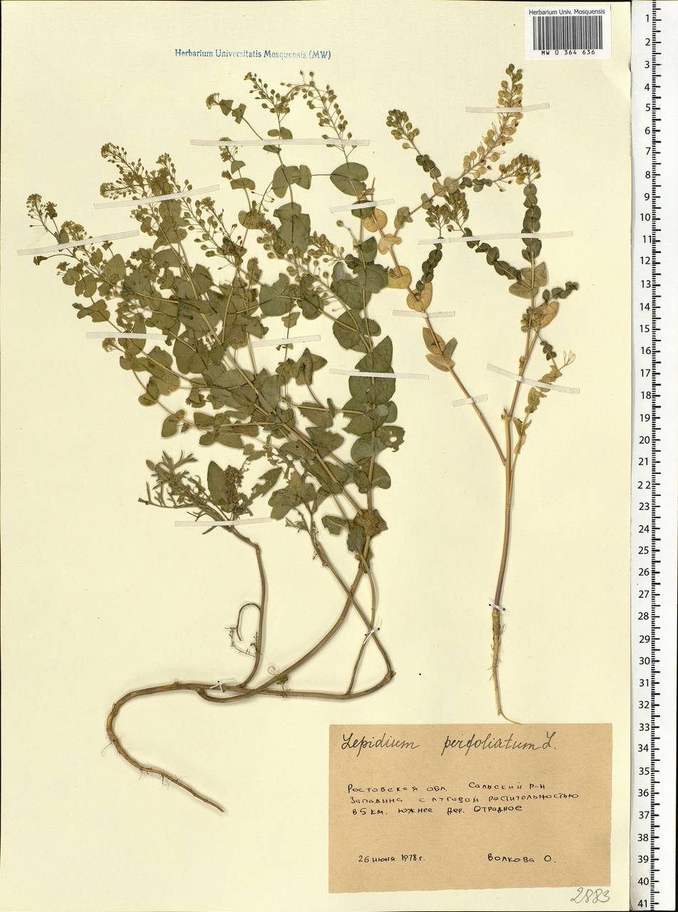 Lepidium perfoliatum L., Eastern Europe, Rostov Oblast (E12a) (Russia)