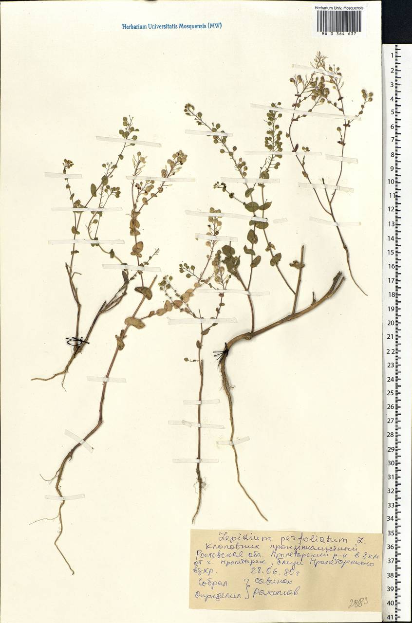 Lepidium perfoliatum L., Eastern Europe, Rostov Oblast (E12a) (Russia)